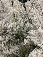 Load image into Gallery viewer, 9ft Pre-Lit Arlberg Frosted Fir
